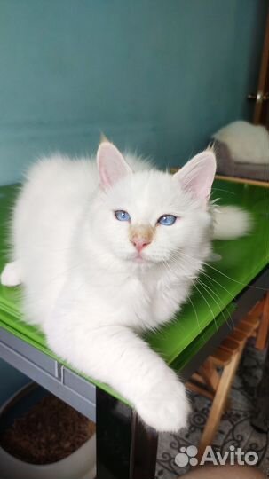 Котята священная бирма