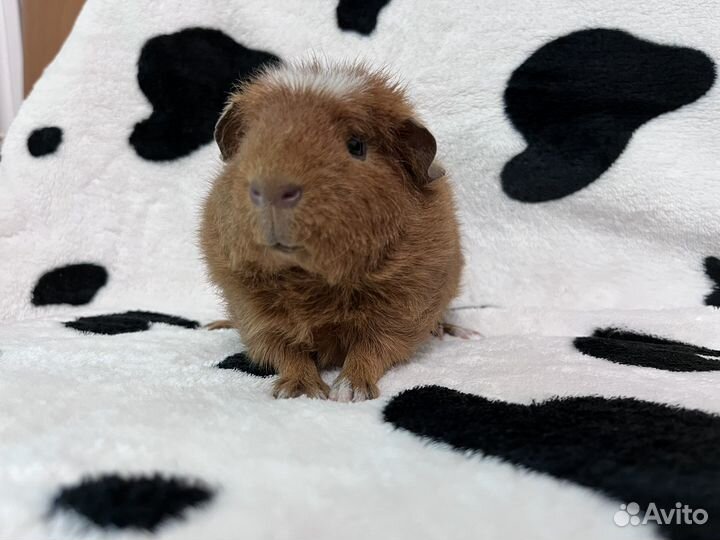 Морская свинка тедди девочка