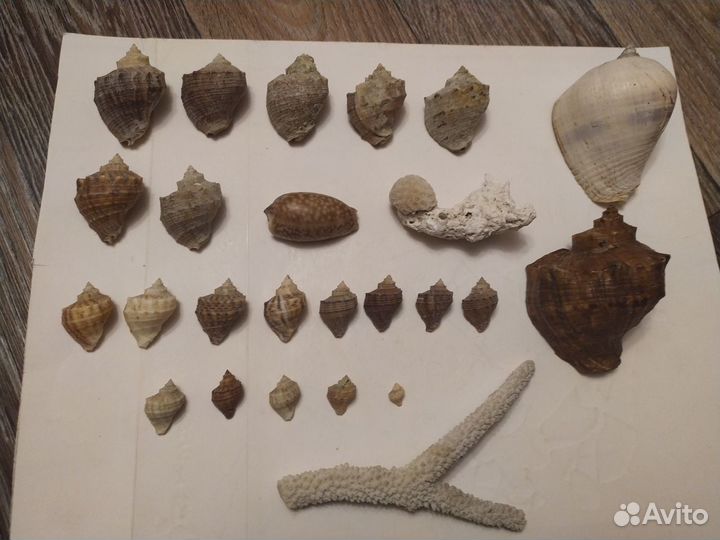 Морские Ракушки и Кораллы СССР