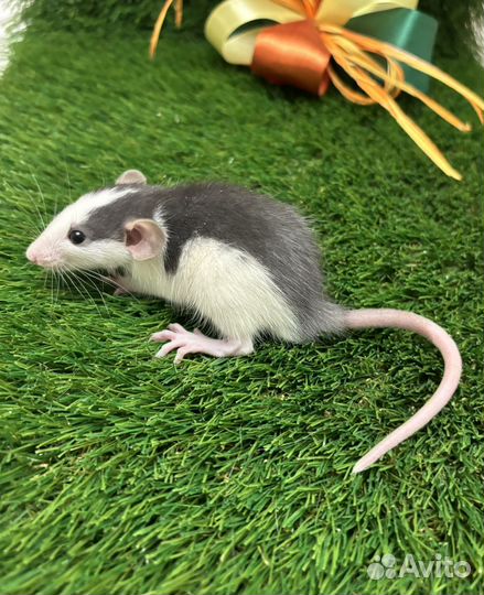 Крыса дамбо - малыши крысята, разные окрасы