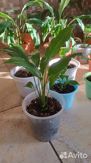 Цветок женское счастье