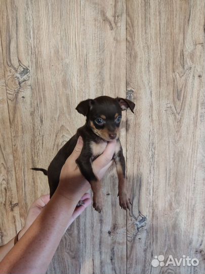 Той-терьер щенки