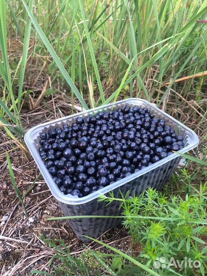 Черника свежая