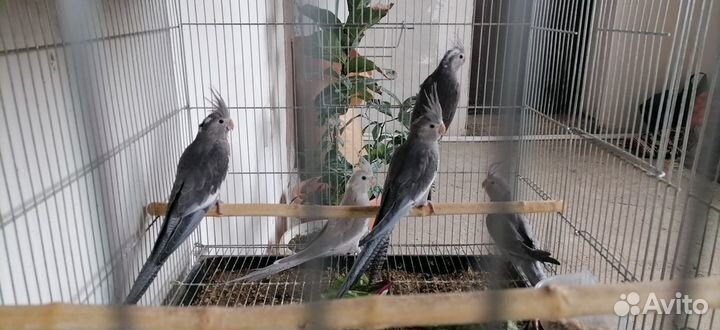 Корелла безщёкая