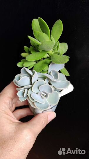 Суккуленты