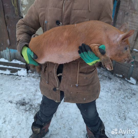 Овцы Бараны Ягнята