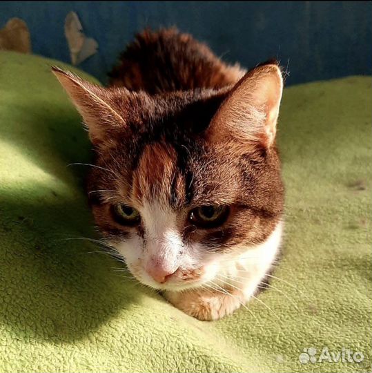 Умерла хояйка, кошечке некуда идти