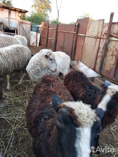 Овцы бараны