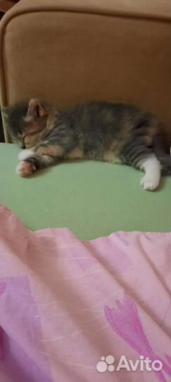 Котята в добрые руки бесплатно