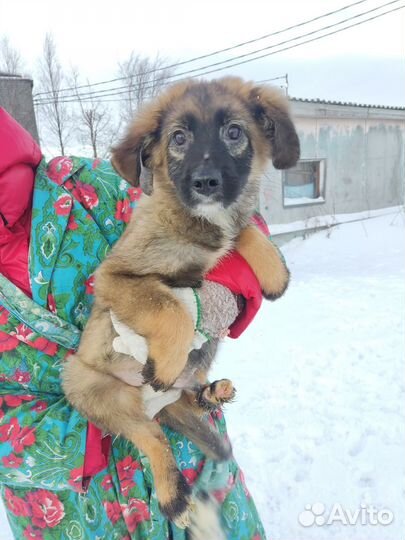 Щенок мальчик в добрые руки