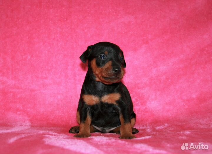 Щенки цвергпинчера