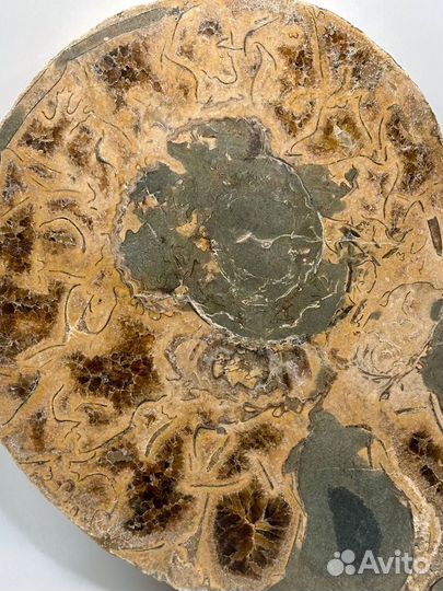 Аммонит большой коллекционный