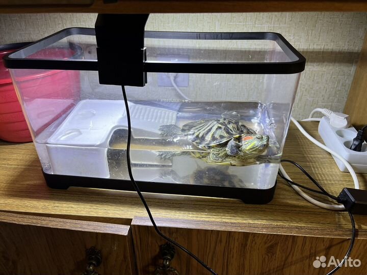 Красноухая черепаха с аквариумом