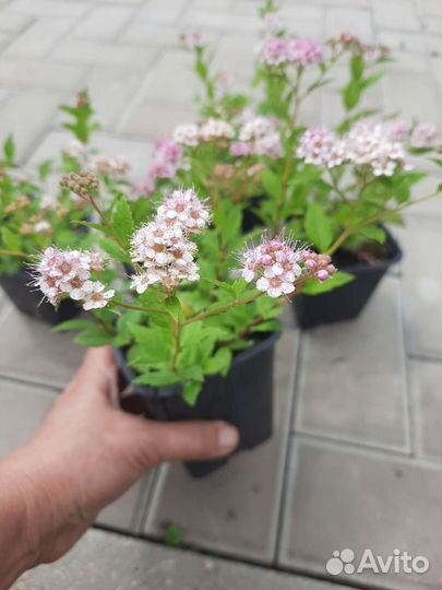 Спирея японская 