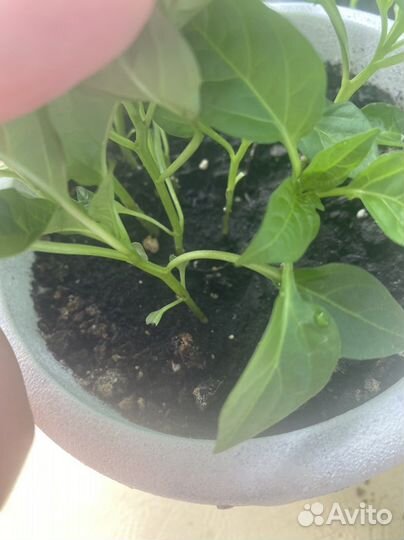 Рассада острых перцев для балкона