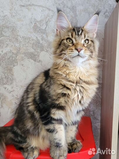 Котята мейн-кун