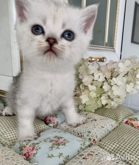 Шотландские котята