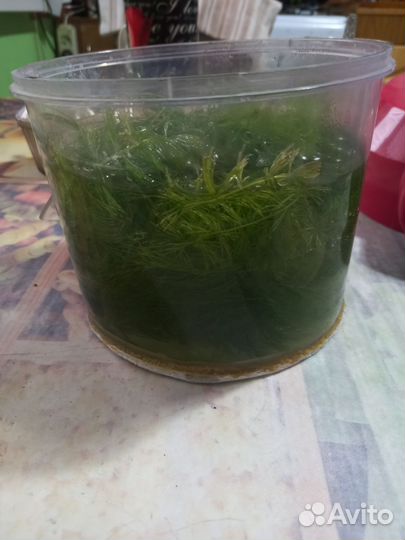 Растение в аквариумное