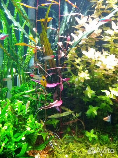 Сайдекс (альгицид на основе глутарового альдегида)