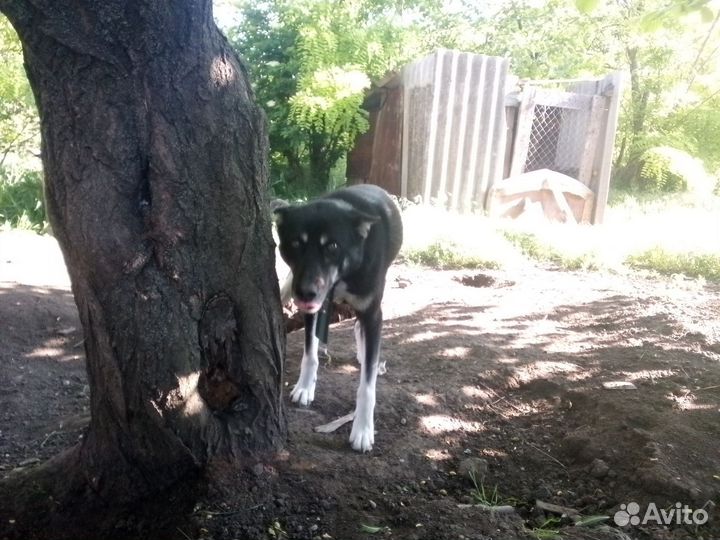 Собака в добрые руки