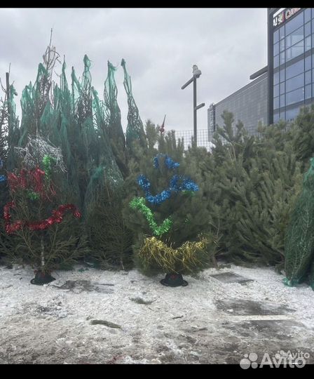 Ель Пихта Сосна