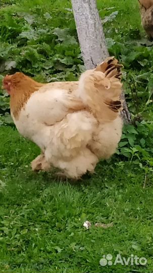 Инкубационное яйцо брама