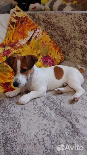 Джек Рассел терьер