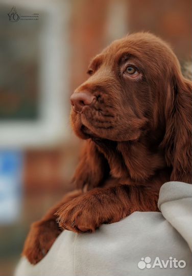 Суссекс спаниель