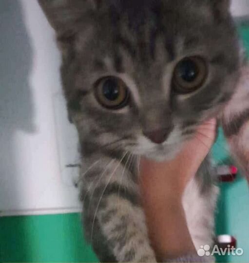 Котик подросток ждёт семью