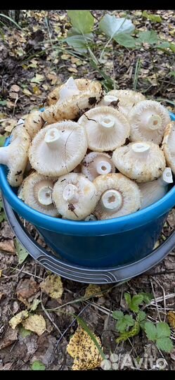 Грибы грузди соленые