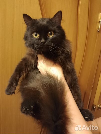 Кошечка стерилизованная в добрые руки