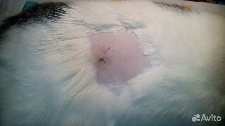 Кастрация и стерилизация