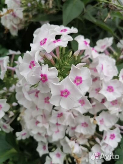 Эукомис флокс