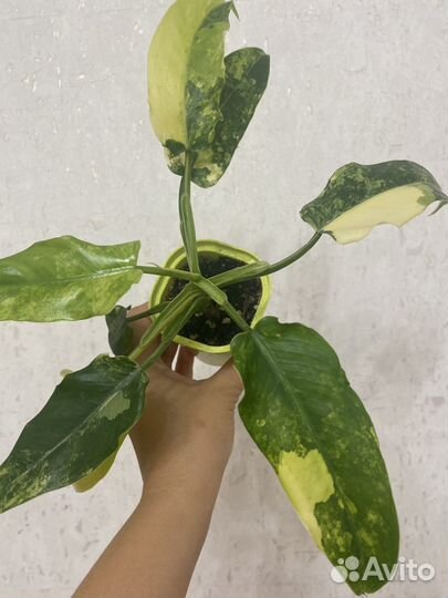 Филодендрон сиам санрайз доместикум вариегатный