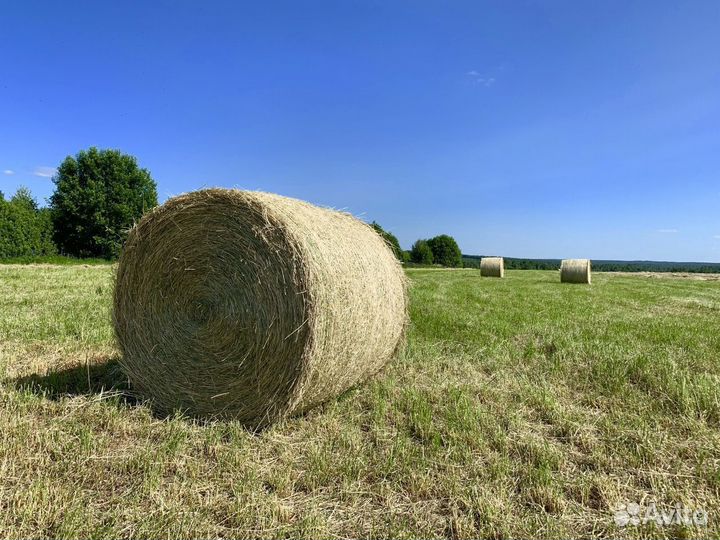 Сено в тюках 2023