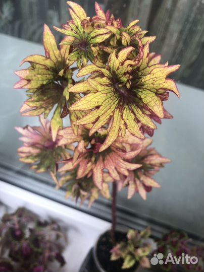 Свежие срезы колеусов