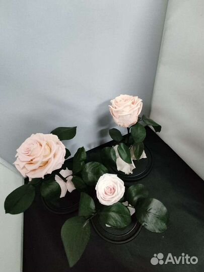 Роза в колбе оптом и в розницу