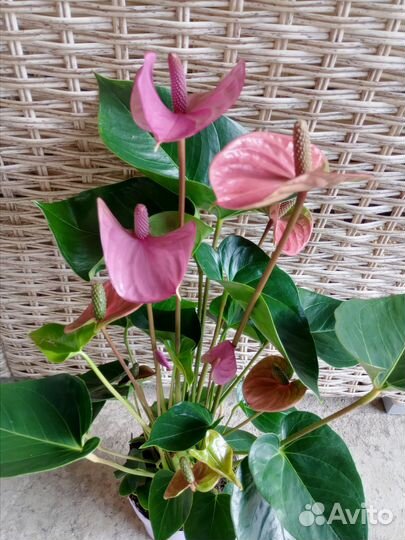 Антуриум Кавалли