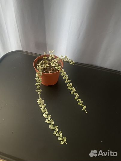 Дисхидия русифолия, сциндаптус сильвер эн