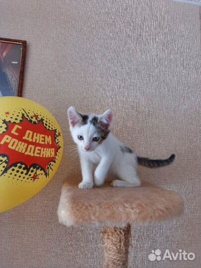 Отдам в добрые руки