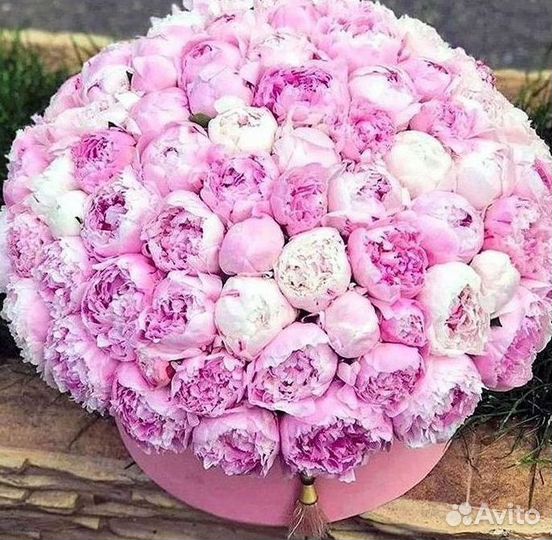 Пионы Цветы Доставка