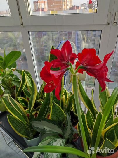 Цветы комнатные