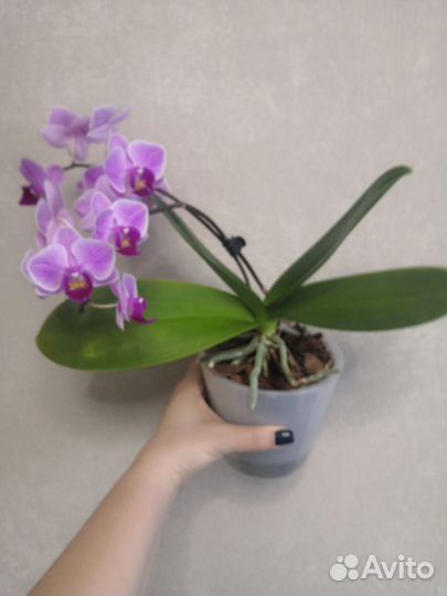 Орхидея фаленопсис