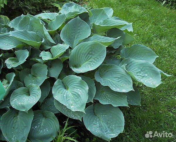 Хоста Winter snow,Элеганс, Guacomole и тд