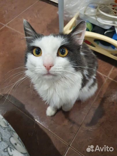 Котенок