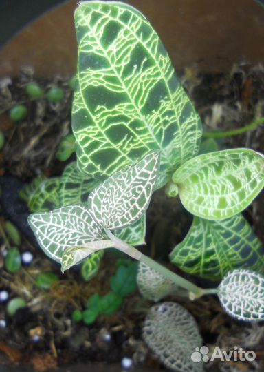 Драгоценные орхидеи в обмен на другие