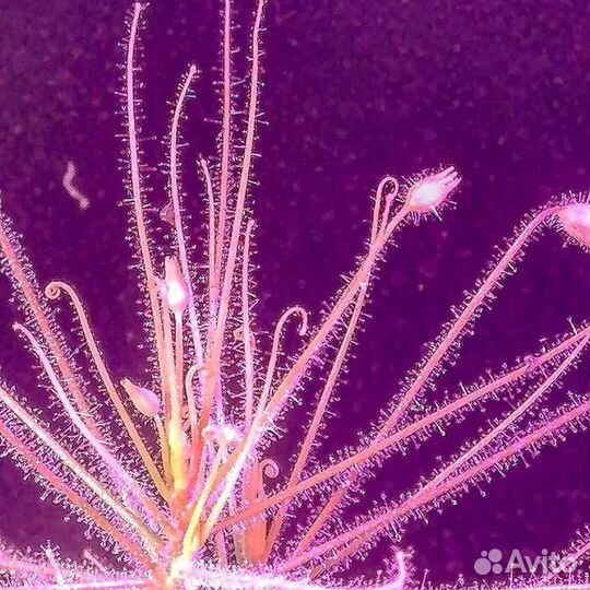 Прекрасная Библис. Библис льноцветковый