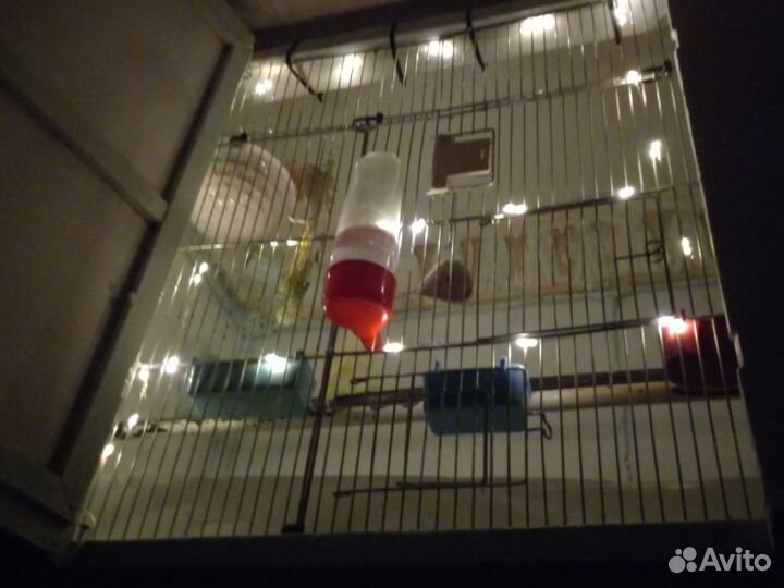 Канарейка канарейка