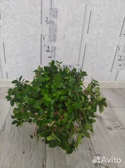 Пеперомия глабелла