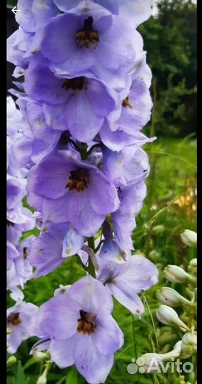 Садовые многолетники